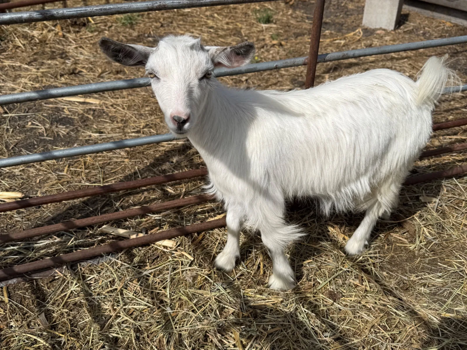 Mini silky fainting goats · doe · 6 mo 9mo, photo 1 of 12