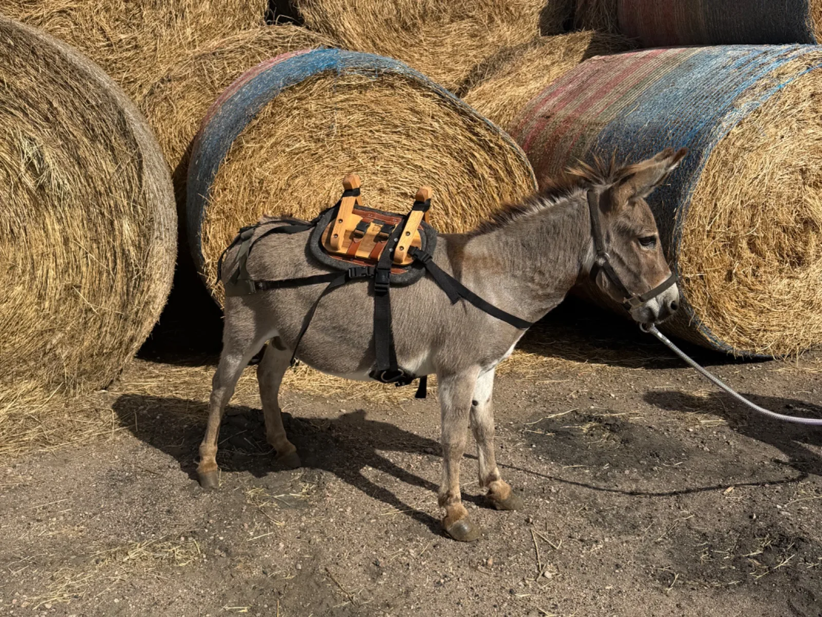 Mini Jack Horace · jack · 6 yr, photo 1 of 3